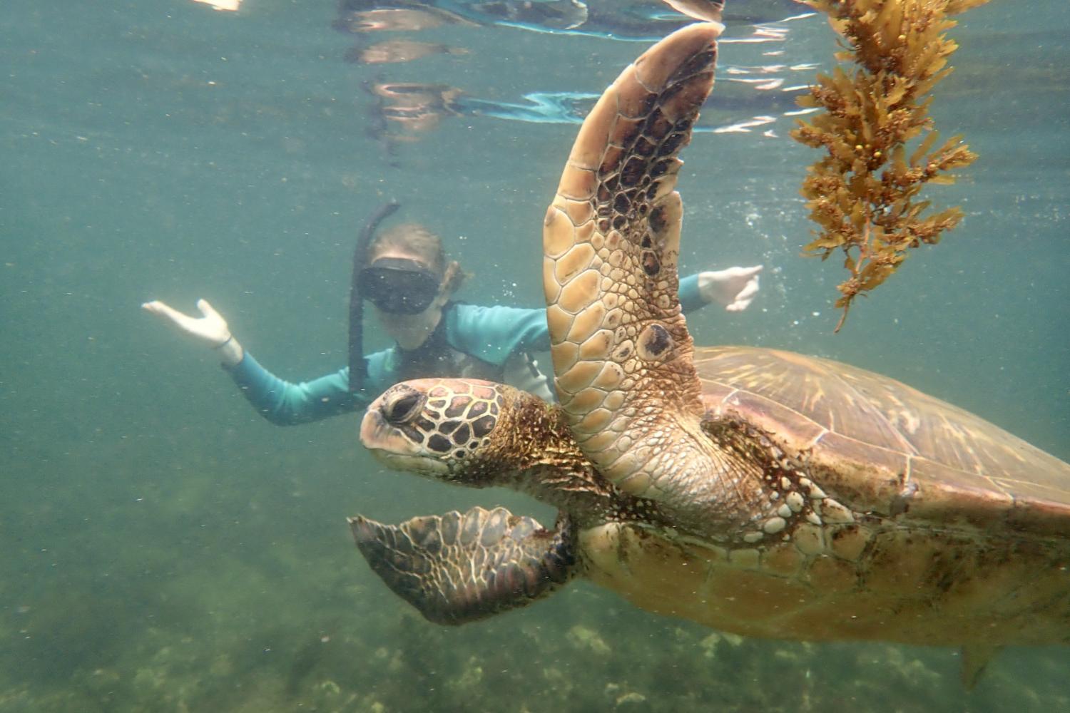 一名<a href='http://8z2d.t9111.com'>bv伟德ios下载</a>学生在Galápagos群岛游学途中与一只巨龟游泳.